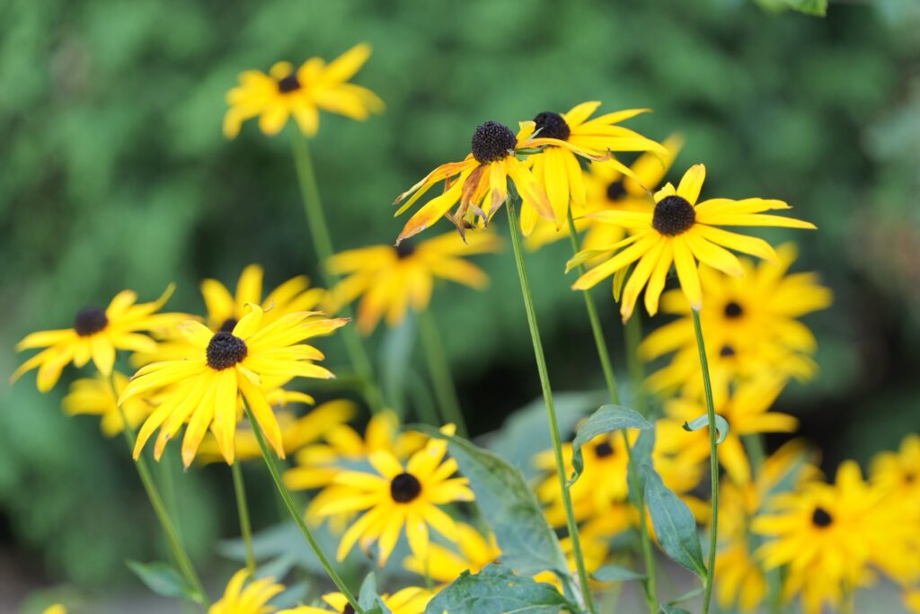 gelbe Blume